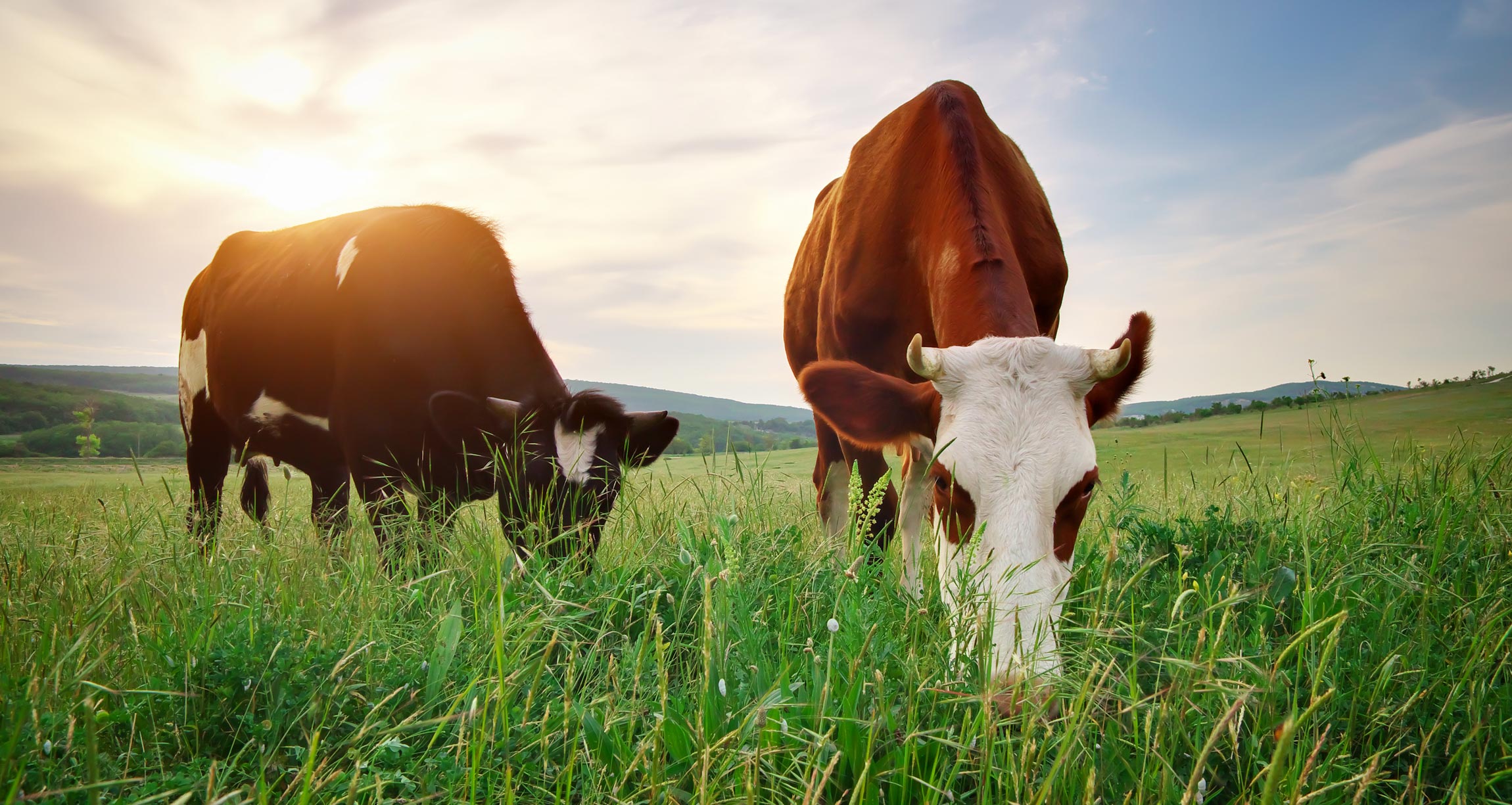 Grass-Fed vs. Grain-Fed Beef — What's the Difference?